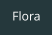Flora